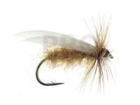 Amber Sedge | no. 14