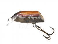 Dorado Beetle 3