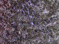 Semperfli EggStatic Egg Fritz 8mm - Black Sturgeon