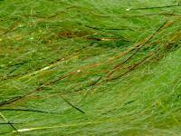 FutureFly Polar Flash - Green