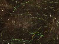 Hemingway`s Peacock Dubbing - 02 Bronze