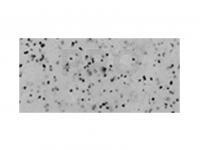 Soft bait Tiemco PDL Locoism Flexy Shad 3.5 inch | Shrimp Flavor - 161