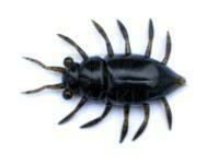 Soft Baits FishUp Maybug 1.3" #043 - Watermelon Brown/Black