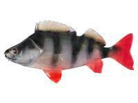 Soft Baits Fox Rage Ultra Natural Fillets 6cm - Perch