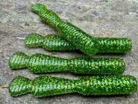 Soft Baits Great Fish GF2 Leech 60mm 1.8g - no scent - glitter green