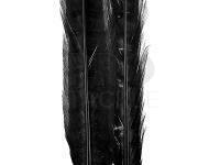 Ringneck Tail Feathers - 100 Black