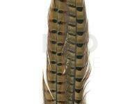 Ringneck Tail Feathers - 199 Natural Cock