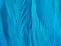 Rooster Saddle Feather - Silver Doctor Blue