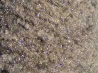 Semperfli EggStatic Egg Fritz 8mm - Beluga Pearl Grey