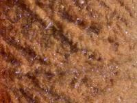 Semperfli EggStatic Egg Fritz 8mm - Brown Trout Roe