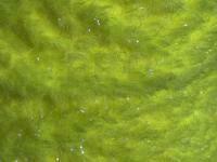 Semperfli EggStatic Egg Fritz 8mm - Fl Atomic Yellow