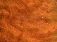 Semperfli EggStatic Egg Fritz 8mm - Fl Steelhead Orange