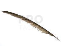 Golden Pheasant Tail Piece
