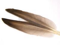 Mallard Duck Wing Quills Grey