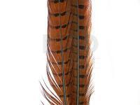 Ringneck Tail Feathers - 051 Rusty Brown