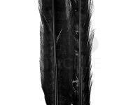 Ringneck Tail Feathers - 100 Black
