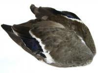 Mallard Duck - whole wings