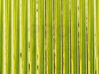Hemingway's Tapered Buzzer Quills - Green Gold