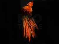 UV2 Coq De Leon Perdigon Fire Tail Feathers - #137 Fl Orange