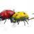 Microbait Hard lures Ladybird