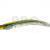 Fish Arrow Flash-J Shirauo soft baits