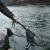 Delphin FoldSPIN landing net