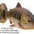 Savage Gear 3D Craft Trout PulseTail Bulk