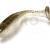Quantum 4street B-Ass Shad
