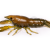 LiveTarget Crawfish