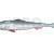 Qubi Lures Sardine Shad