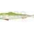 Qubi Lures Sardine Shad