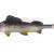 Balzer Soft Baits Shirasu Clone Shads Zander