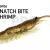 Magbite Snach Bite Shrimp Soft baits