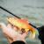 FOX Rage Ultra Realistic Replicant Golden Roach