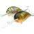 Dorado Alaska Fatty