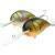 Dorado Hard lures Alaska 6cm and 8cm