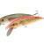 Dorado Classic 15