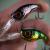 SPRO Hard Lures Fat Iris 40 DR