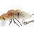 Microbait Hard lures Hornet