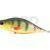 Dorado Tempter 18 Big Mama