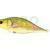 Dorado Tempter 18 Big Mama